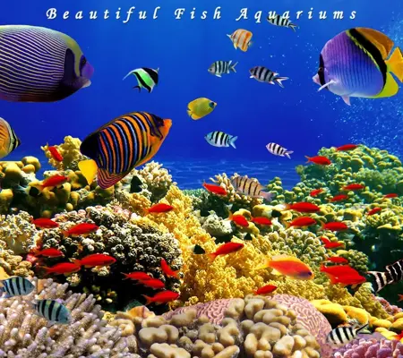 Aquarium Live Wallpaper android App screenshot 0